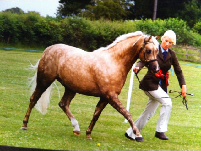 Carrwood Shimmering Gold
