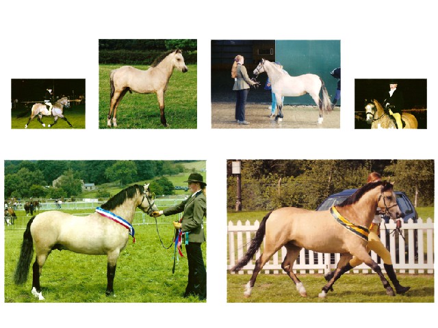 Skellorn Choirboy over years